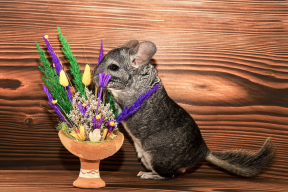 Почему у шиншилл краснеют уши