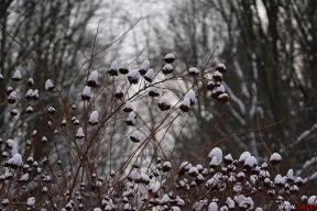 Холодная тишина. 10 фото январского леса